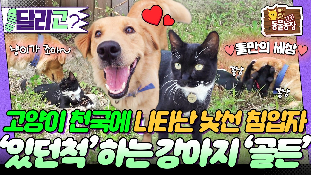 🐕♥️🐈‍⬛ 종을 초월한 댕냥이들의 특별한 우정이야기! #동물농장 #달리