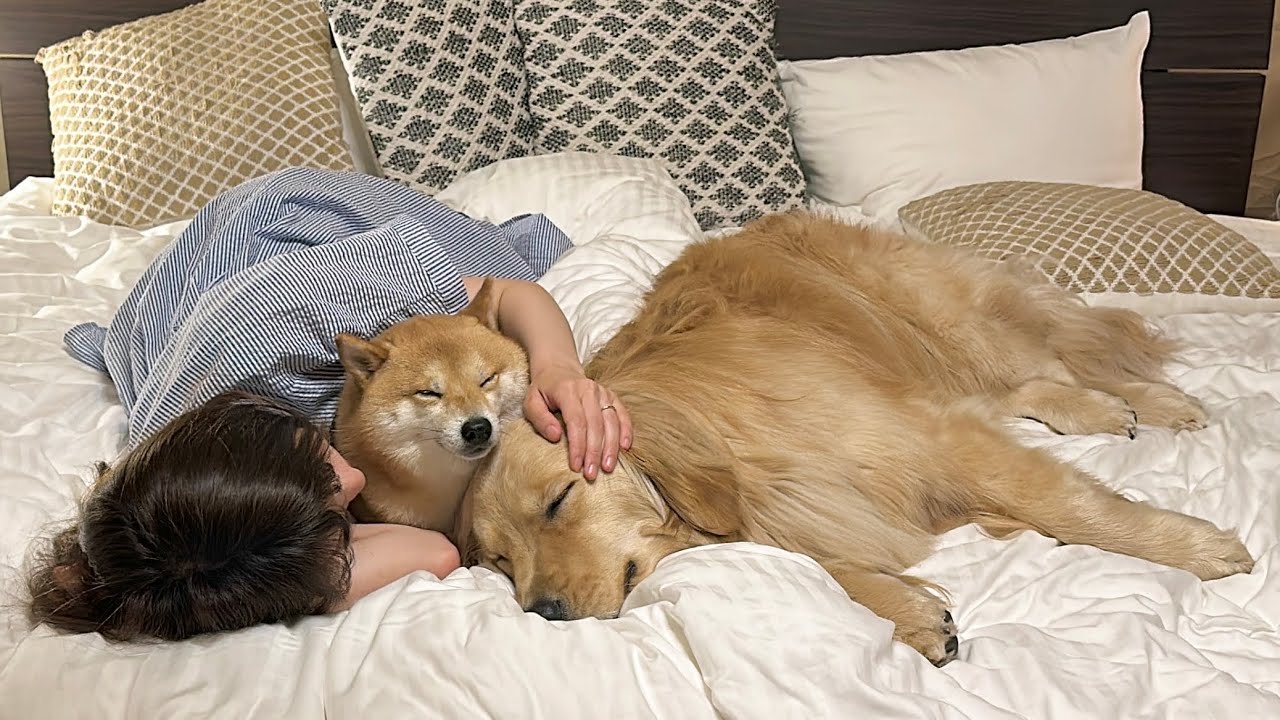 旅先では常にママにくっついていたい甘えん坊な豆柴とゴールデンレトリバーが可愛い