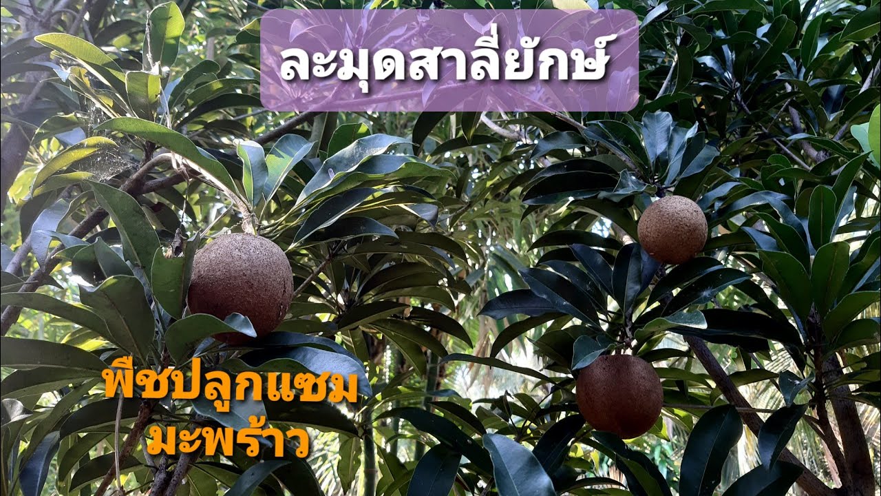 ละมุดสาลี่ยักษ์ พืชปลูกแซมต้นมะพร้าว @YoTree_Coconut