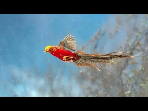 Munculnya Red Phoenix Sejenis Golden Pheasant Di China