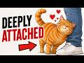 10 Signs Your Male Cat Is Deeply Attached to You | Cat Behavior Explained