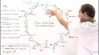 Overview of Citric Acid Cycle