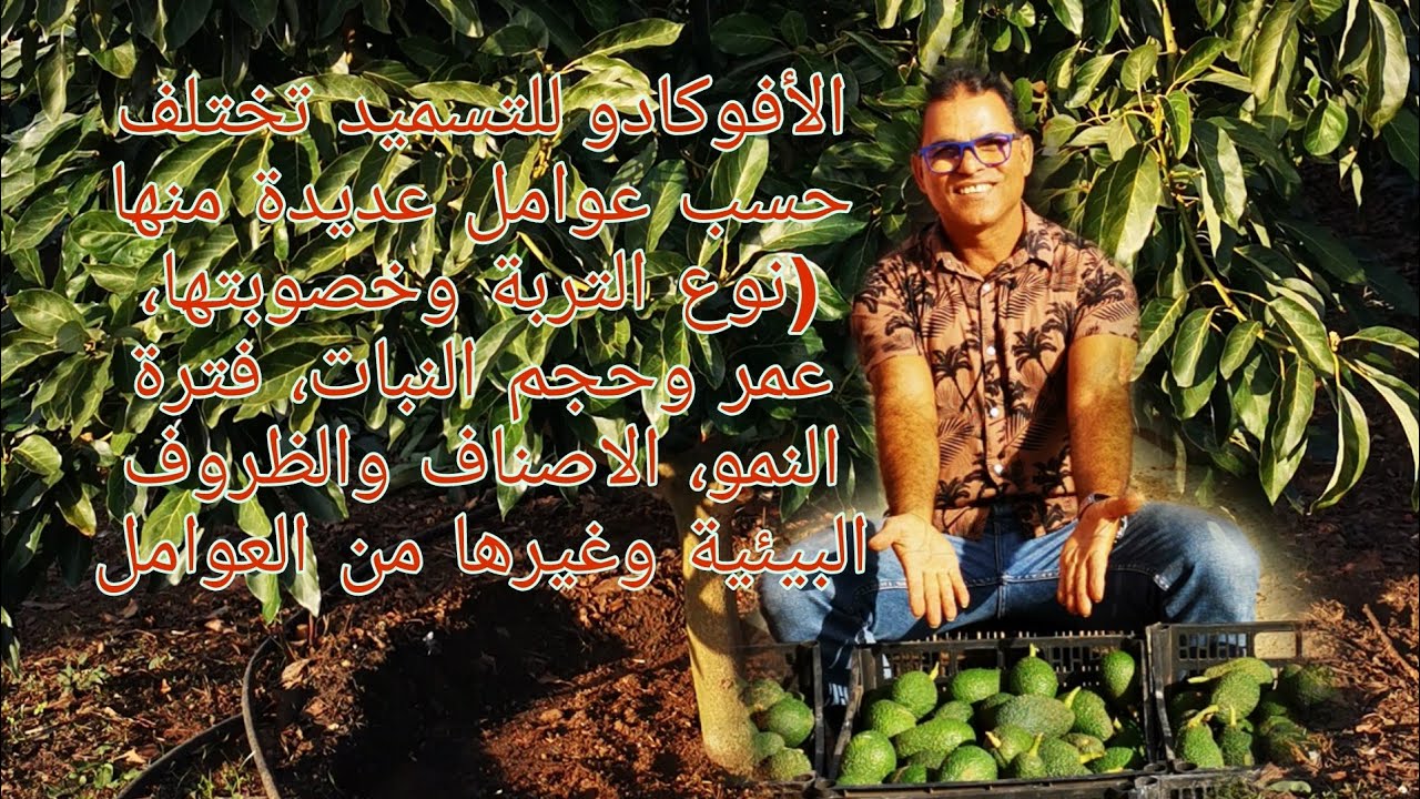 الأفوكادو للتسميد تختلف حسب عوامل عديدة منها (نوع التربة وخصوبتها، عمر وحجم النبات، فترة النمو،