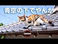 青空の下でやんか(Under the open sky)｜向こうの屋根に　猫があくびして｜ カワチアン6曲目｜KAWACHIAN - Kawachi Soul from Osaka, Japan