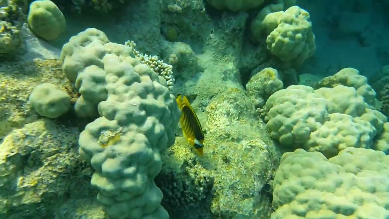 Snorkeling in the amazing Red sea..
