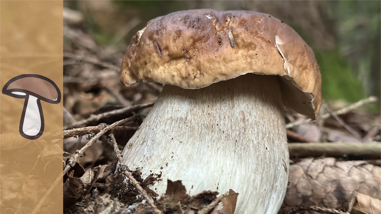🍄STEINPILZ GLÜCK GEHT WEITER