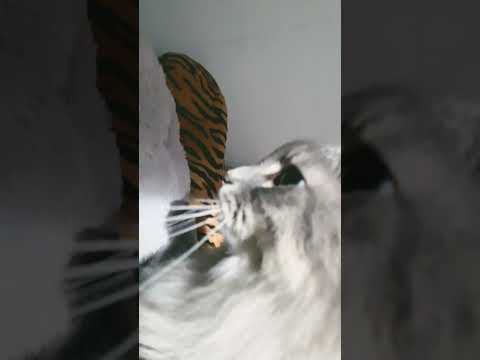 Obj edit with my cat