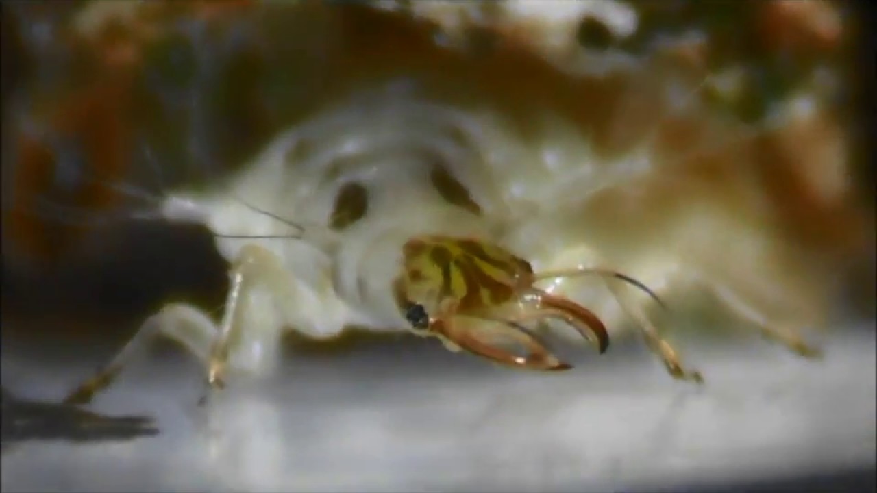 "Dreck mit Beinen": Die Larve der Florfliege Chrysotropia ciliata