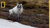 Aboiement Renard Polaire Youtube Aboiement Renard Polaire Youtube