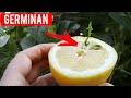 Cómo germinar semillas de limón - Nunca falla -