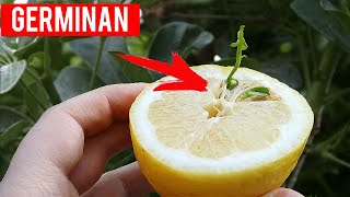 How to germinate lemon seeds - Never fail -
