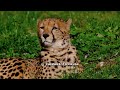 Jaguar Hunting Strategies and Anatomy Explained