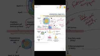 LIPOPROTEIN LIPASE #shorts #pharmacology #lipase #learningpharmacology #mbbs2ndyear #medicalstudent 