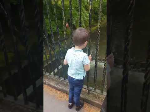 بطة بطة شفناها 