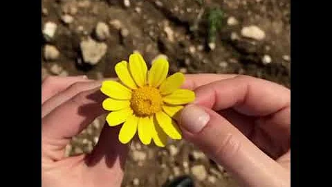 Shellie Anderson (Test Video)