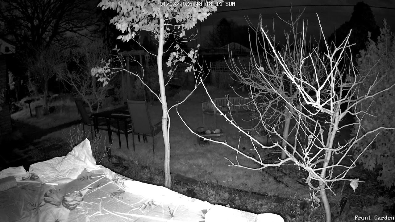 LIVE Birdsong | Norfolk Garden | live streaming (1st March 2026)