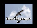 Suara Walet Respon Sp Shince Mp3 - Mp4 Download