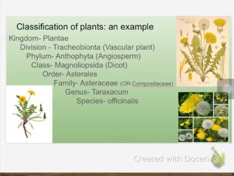 Video: Kingdom of Plants - Heather-familie