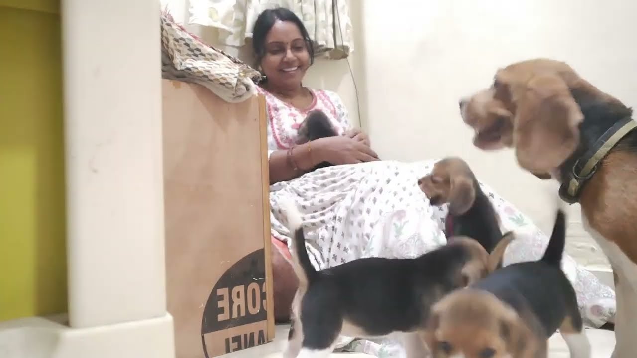 Bingo Ke Cute Baby//Dog vlog video 