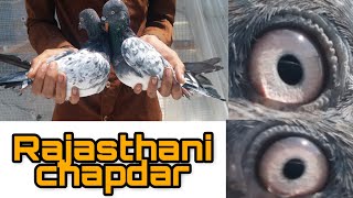  Rajasthani Chapdar Kabutar Ka Joda Sa Pigeons Gondal