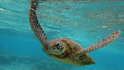 What declining oxygen levels mean for ocean life