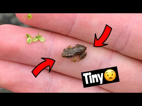 RELEASING TINY BABY FROGS INTO THE WILD!! 