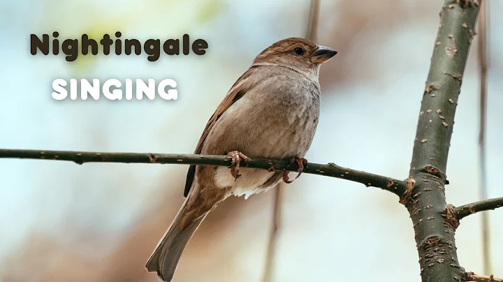 Singing nightingale. The best bird song | Wildlife World. Chim sơn ca hót/सिंगिंग कोकिला