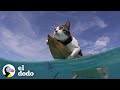 A este gato le encanta surfear con sus padres | El Dodo