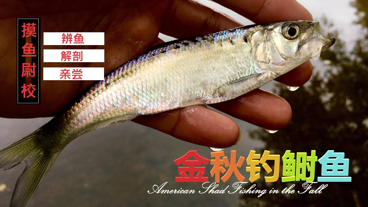 金秋钓鲥鱼american Shad 难以置信的线索 令人吃惊的结果 追寻鱼的脚步去摸个究竟 第一次罕见了 Incredible Finding American Shad In The Fall Youtube