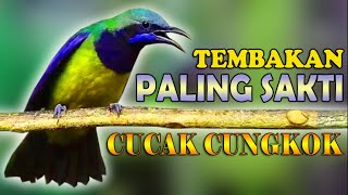 TEMBAKAN SUPER MUANTAP CUCAK CUNGKOK. . MEWAH ISTIMEWA