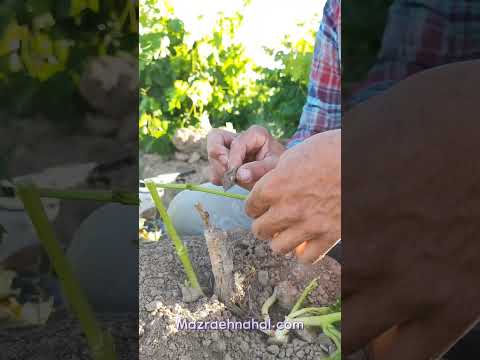 آموزش پیوند سبز نهال انگور موندراپ 