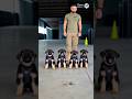 8 weeks old German shepherd puppies training #germanshepherd #k9 #dog #puppy #shorts #fyp #trending