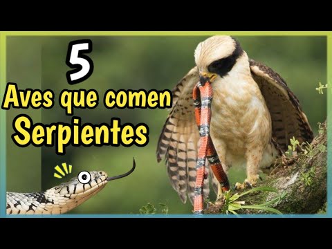 Video: ¿Las águilas arpías comen serpientes?