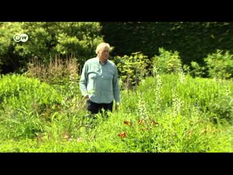 Video: Plantas de hierbas inglesas: diseño de un jardín de hierbas inglés