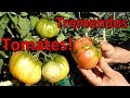 Cómo Conseguir Tomates Grandes y de Calidad !!  || El Huerto de Silverio