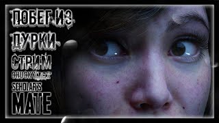 ПСИХИАТРИЧЕСКИЙ КОШМАР! ЧАКИ ОСТАВИЛИ В ПСИХУШКЕ! ПОБЕГ ИЗ БОЛЬНИЦЫ! | Прохождение Scholar's Mate