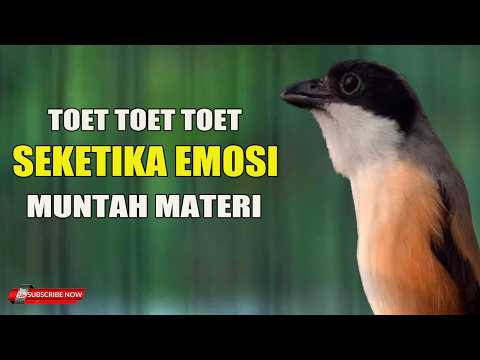 CENDET PAUD BELAJAR BUNYI NGRIWIK