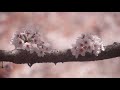 吉野山の桜#1