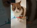 كيف تعرف أن قطتك غاضبة منك 
