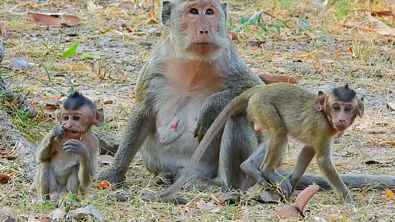 The Queen Maria in Amari Group come across Big Group, Amber and Sovanna