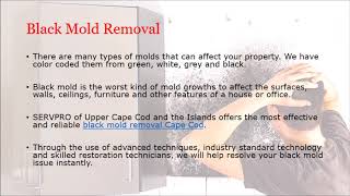 Black Mold Removal Cape Cod