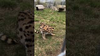 Join Judson and Olivia LIVE for a sanctuary stroll FULL of happy rescues!😸 || The Wildcat Sanctuary by The Wildcat Sanctuary 206 views 2 days ago 45 minutes