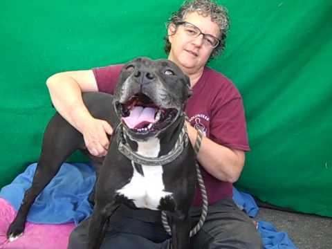 dog adoption mauritius A5019172 Mary | Pit Bull