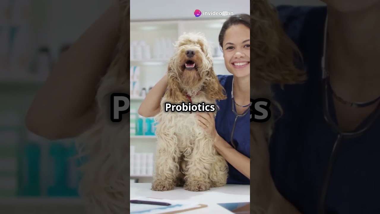 Pawbiotix: The Ultimate Gut Health Supplement for Pets!