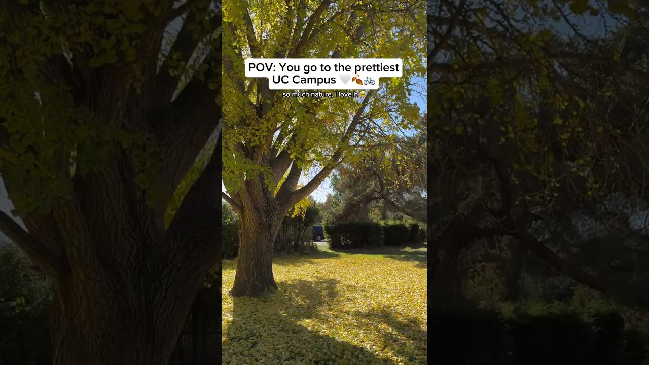 the prettiest of vibes at UC Davis