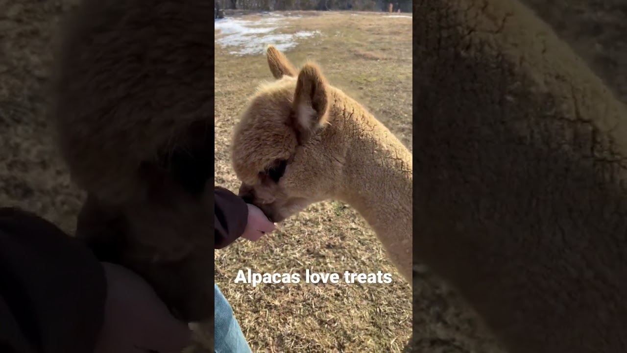 Alpaca love treats 