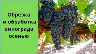 Обрезка винограда осенью и обработка железным купоросом