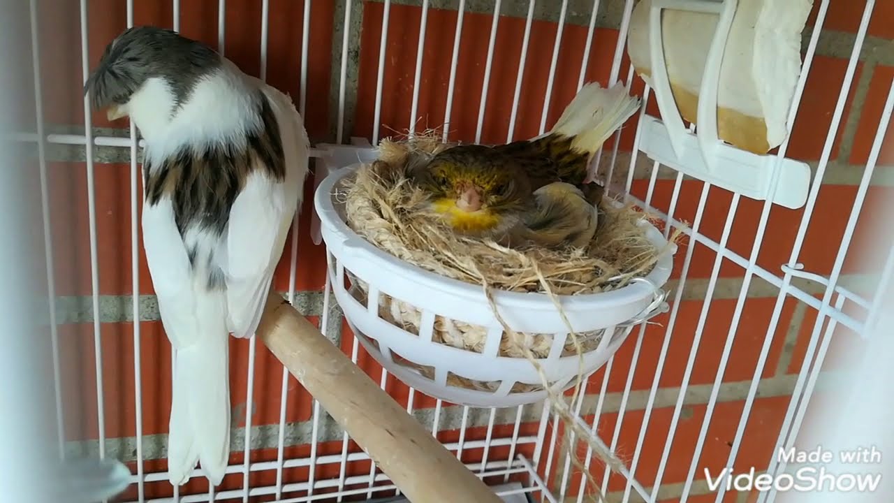 🌻🌺🌹 NACIMIENTO DE  CANARIOS  A LOS 13 o 14 DIAS