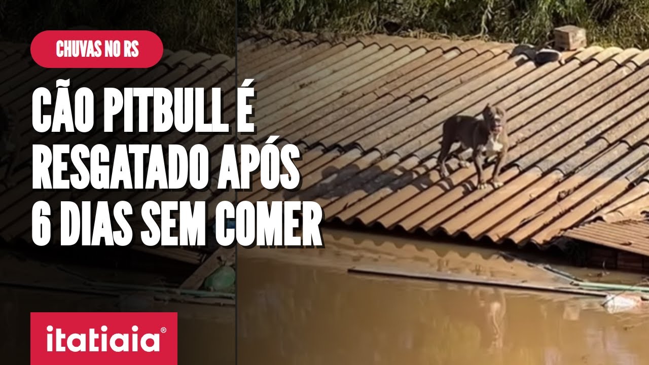 PROTETOR ANIMAL RESGATA CÃO PITBULL QUE ESTAVA HÁ 6 DIAS EM TELHADO EM CANOAS-RS