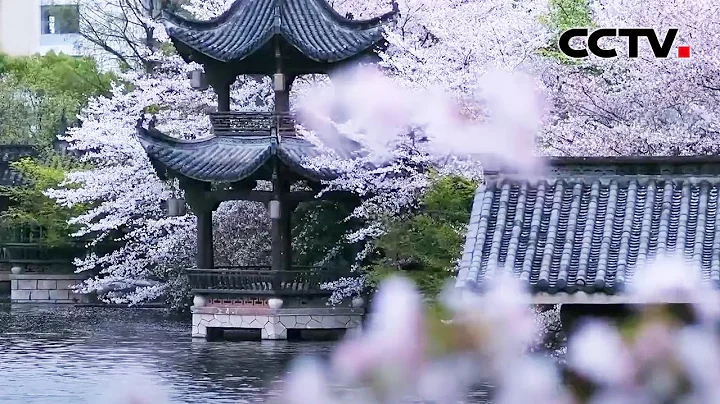 樱花绯若云霞营造绝美园林盛景！这大概就是梦里的诗意江南 | CCTV - 天天要闻